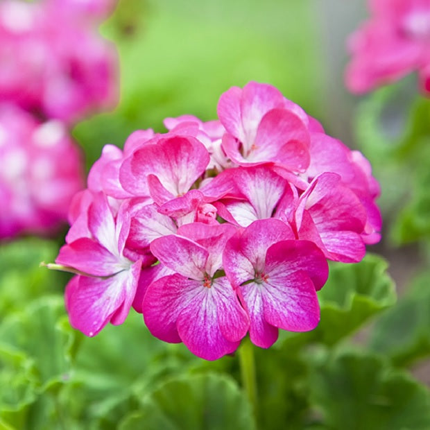 【オンラインショップ限定】オリジナルギフト缶(タオル&ローズゼラニウム石鹸)  57002400